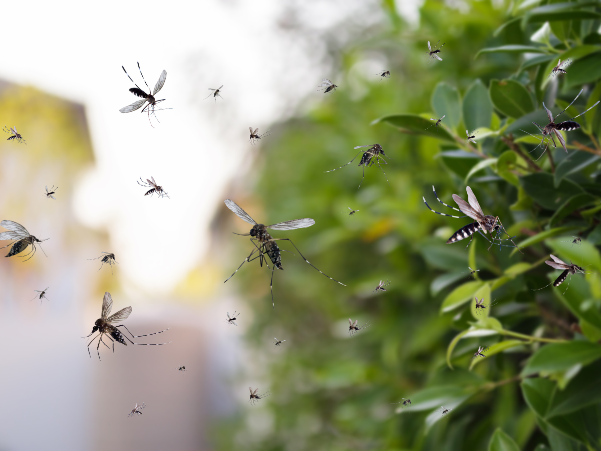 Why Mosquito Control is Essential for Health and Wellness in Wilmington