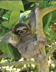 Sloth Watching Tour
