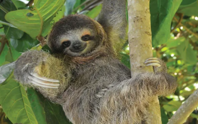 Sloth Watching Tour in La Fortuna: What to Expect and How to Book