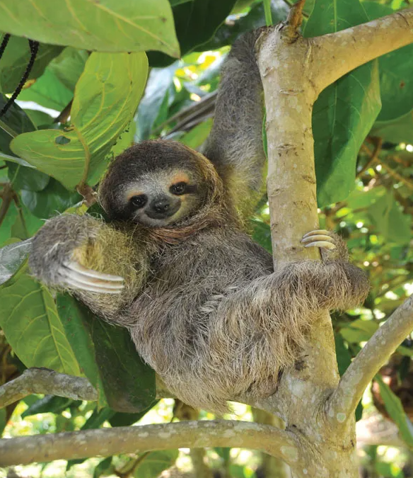 Sloth Watching Tour in La Fortuna: What to Expect and How to Book