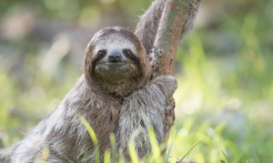 Best Sloth Tour in La Fortuna